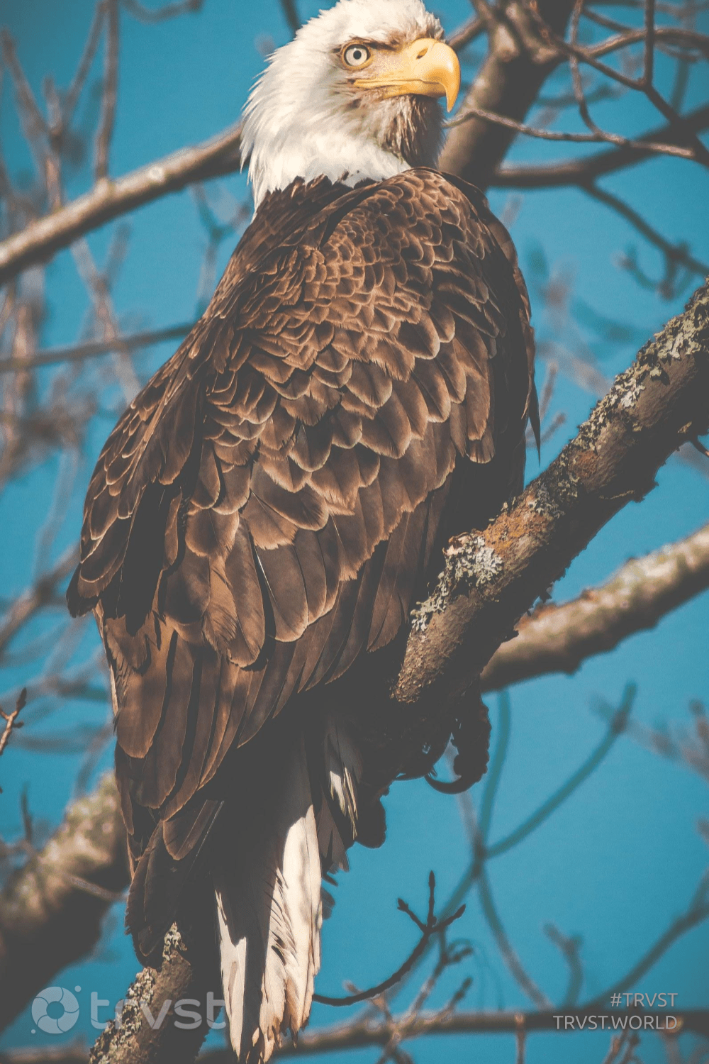 1000x1500 Biodiversity. Eagle wallpaper, Eagle picture, Bald eagle
