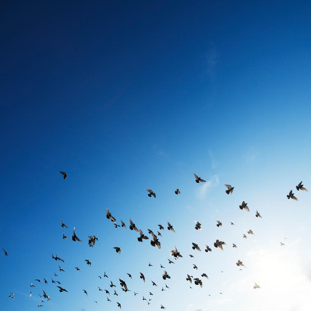 1000x1000 Freedom Picture. Download Free Image