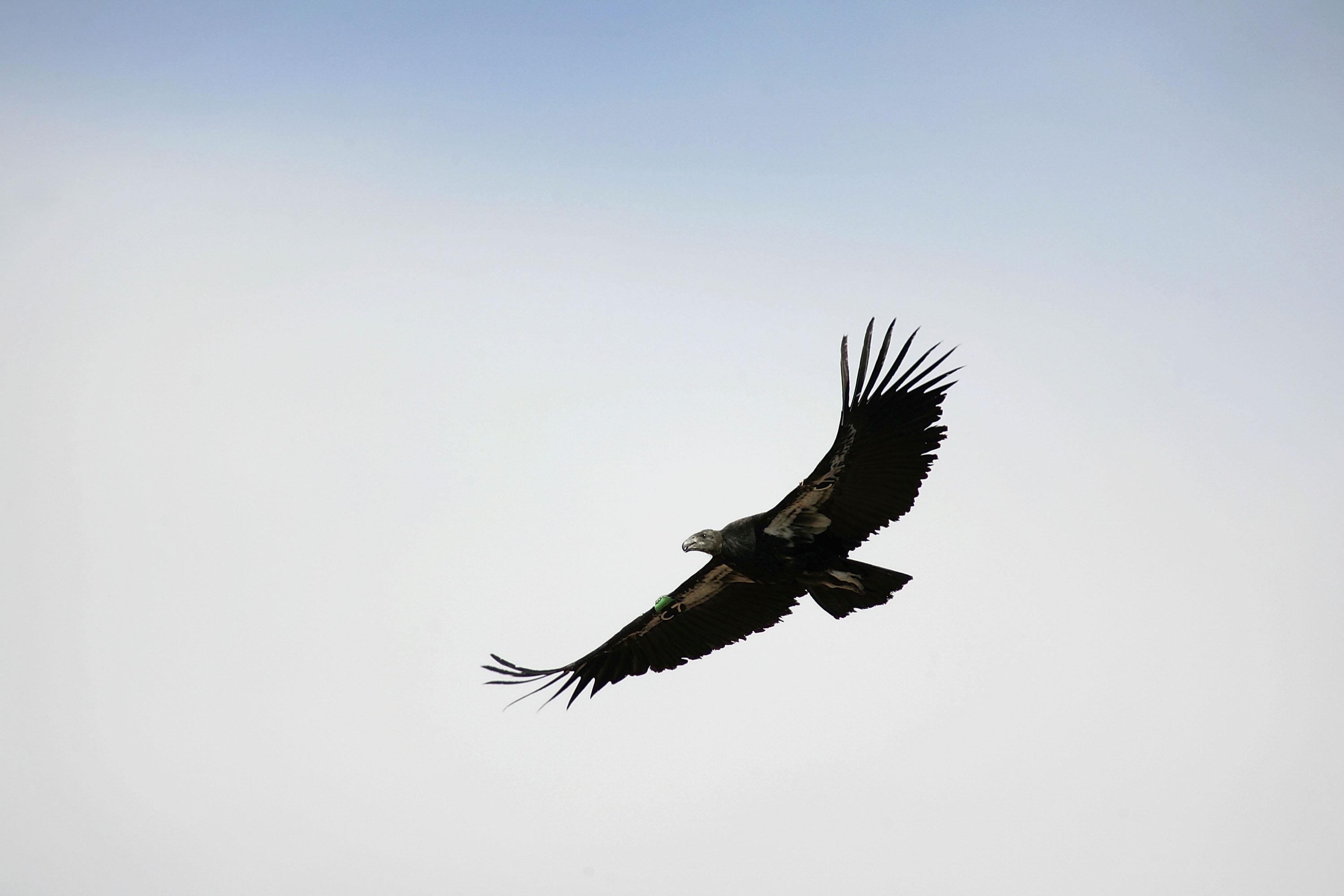 3000x2000 Photos: Flock of giant California condors trash woman's home