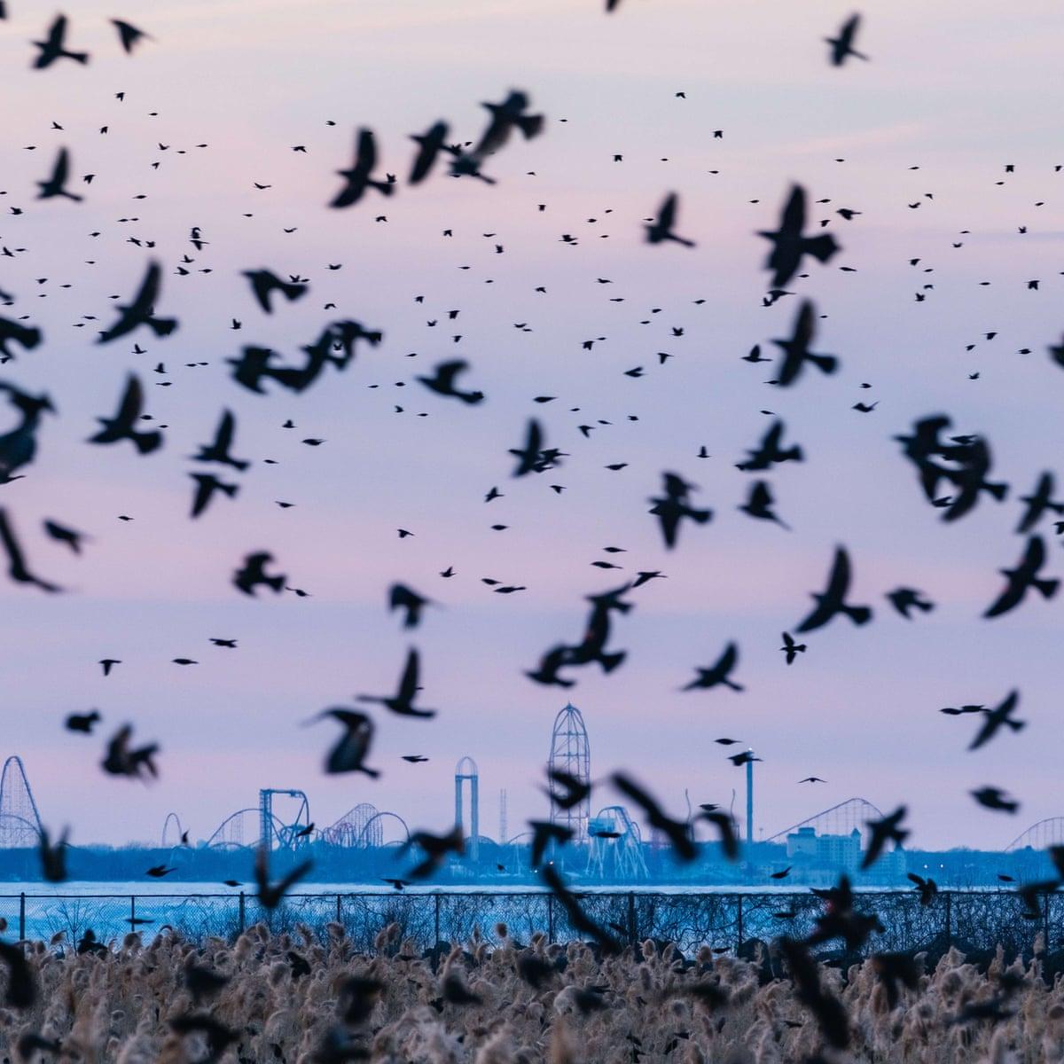 1200x1200 Mystery illness strikes down birds across US south and midwest