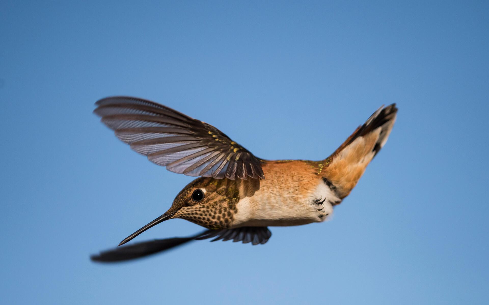 1920x1200 Rufous Hummingbird. Audubon Field Guide