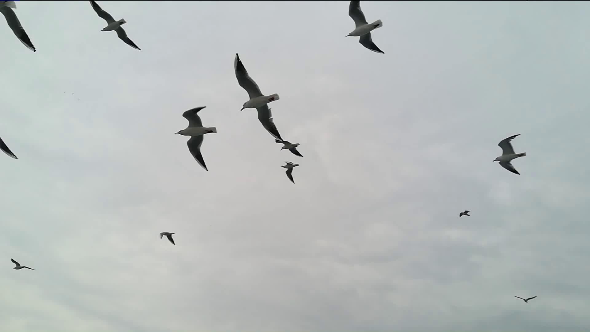 1920x1080 Can birds predict the weather? Here's what one researcher discovered
