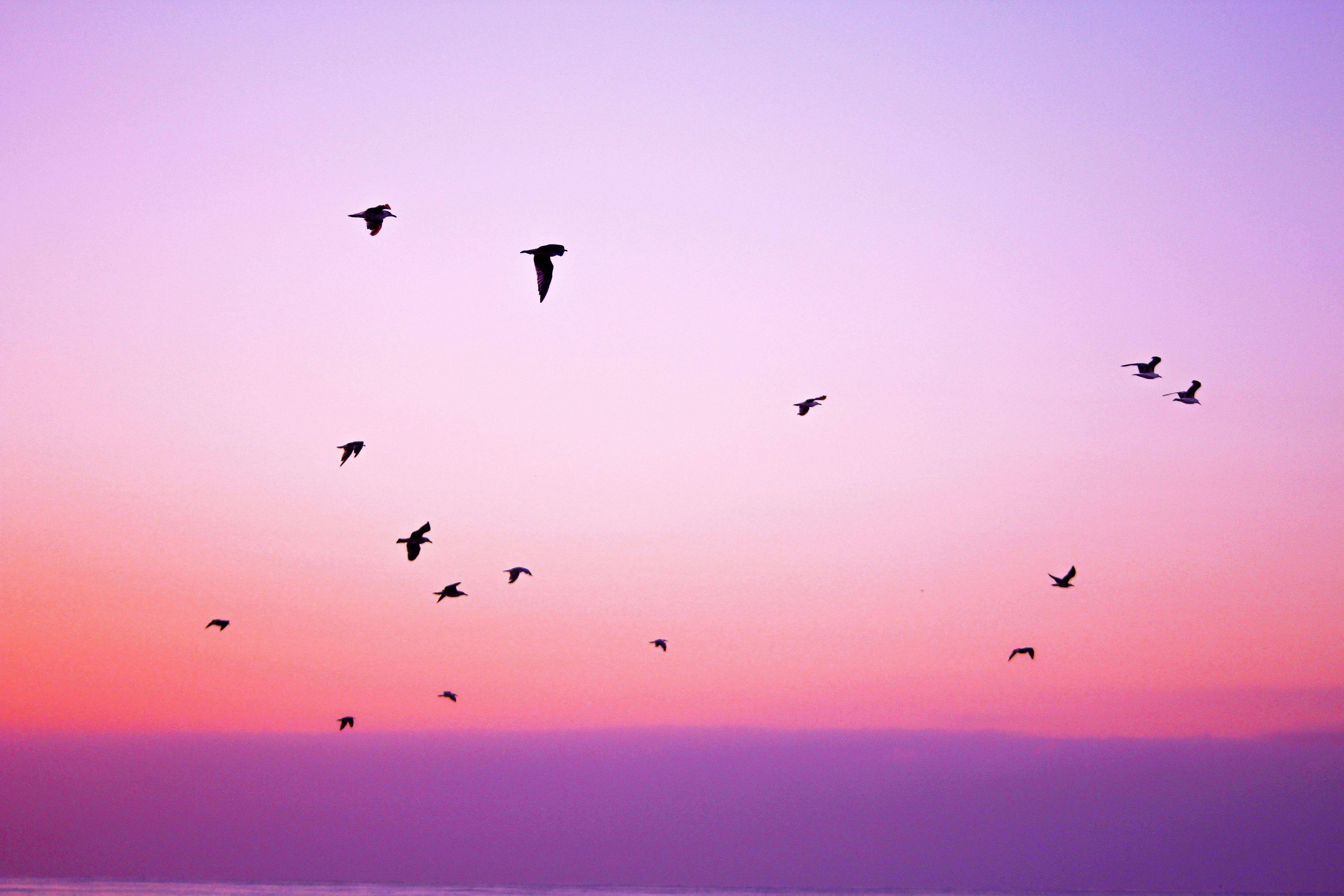 5184x3456 Flock of Flying Birds · Free