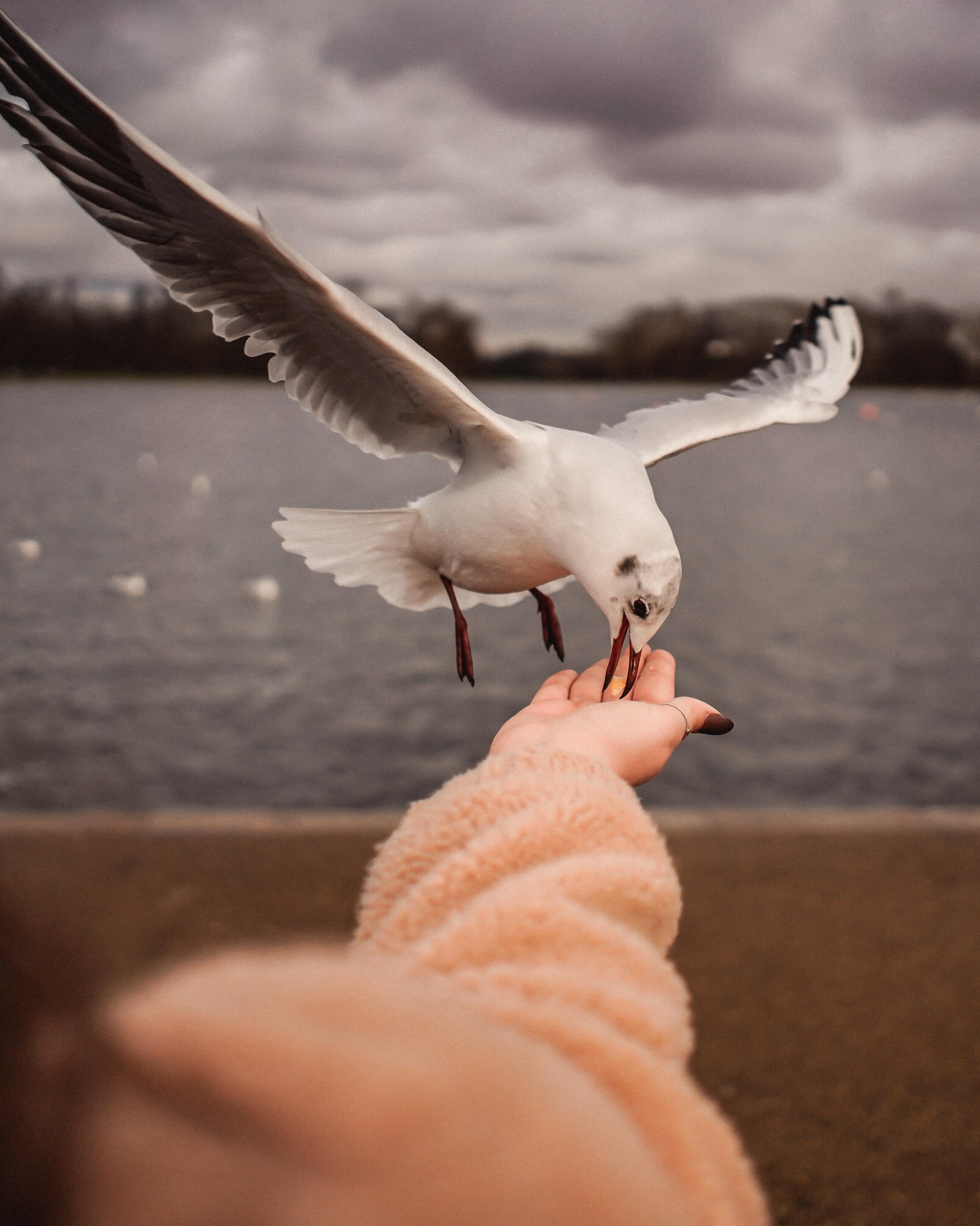 3200x4000 Birds Eating in Woman Hand