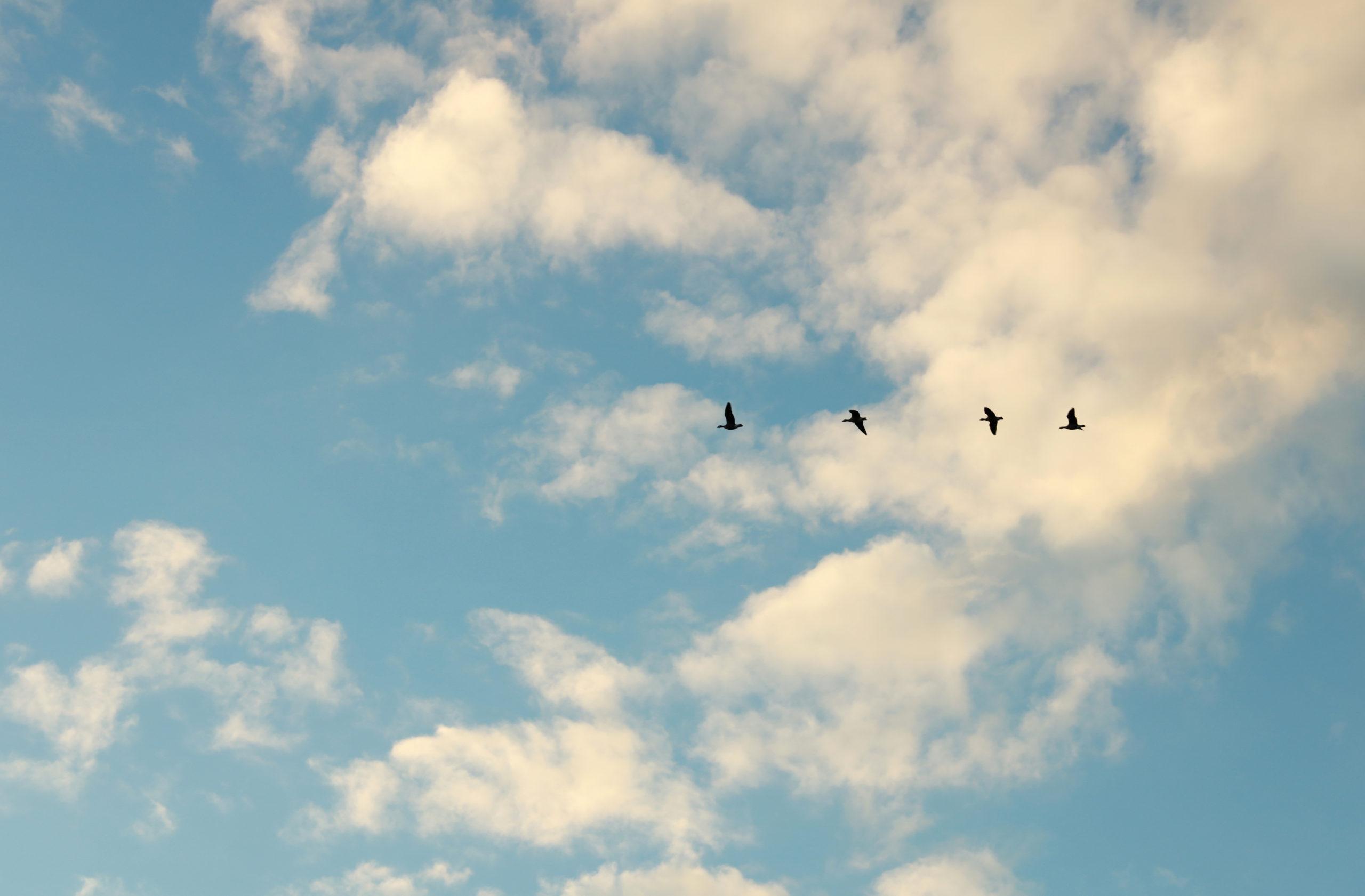 2560x1681 Birds Most likely to Attack you this Spring