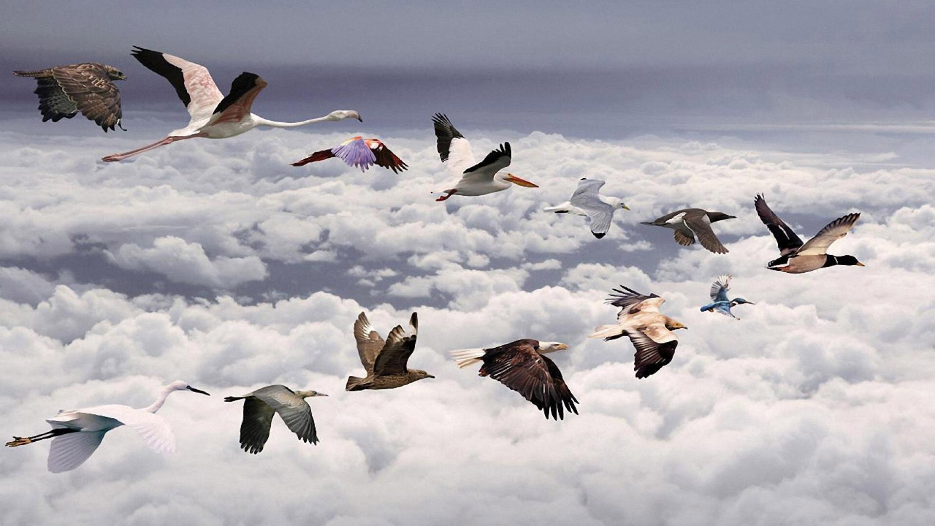 1920x1080 Free Birds Flying, Download Free Birds Flying png image, Free ClipArts on Clipart Library