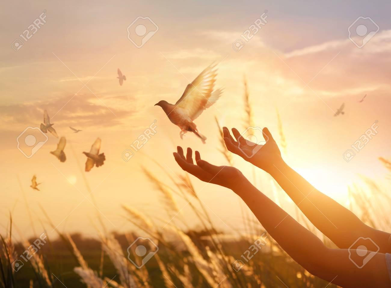 1300x959 Free download Woman Praying And Bird Enjoying Nature On Sunset Background [1300x959] for your Desktop, Mobile & Tablet. Explore Background Sunset. Sunset Background, Sunset Wallpaper, Sunset Background