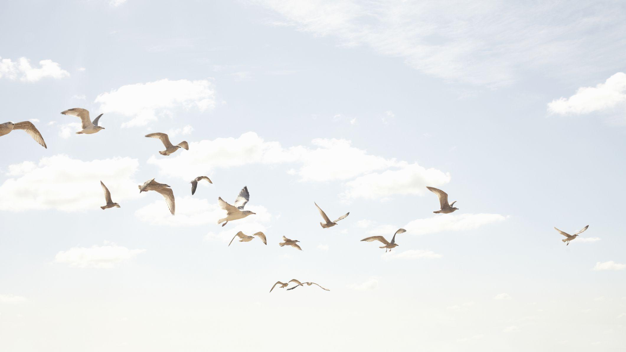2121x1193 Ornithophobia: The Fear of Birds