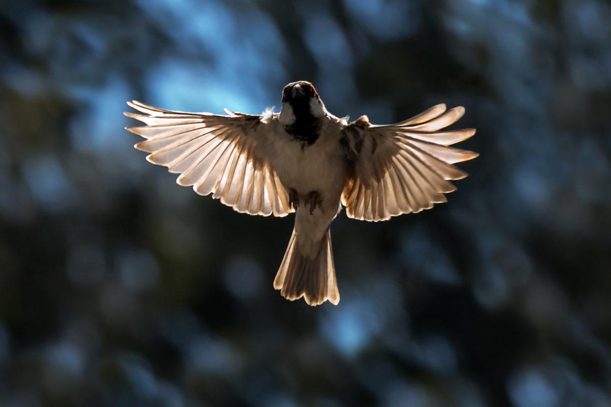 1200x800 Are Birds Flying into Your House Bad Luck?