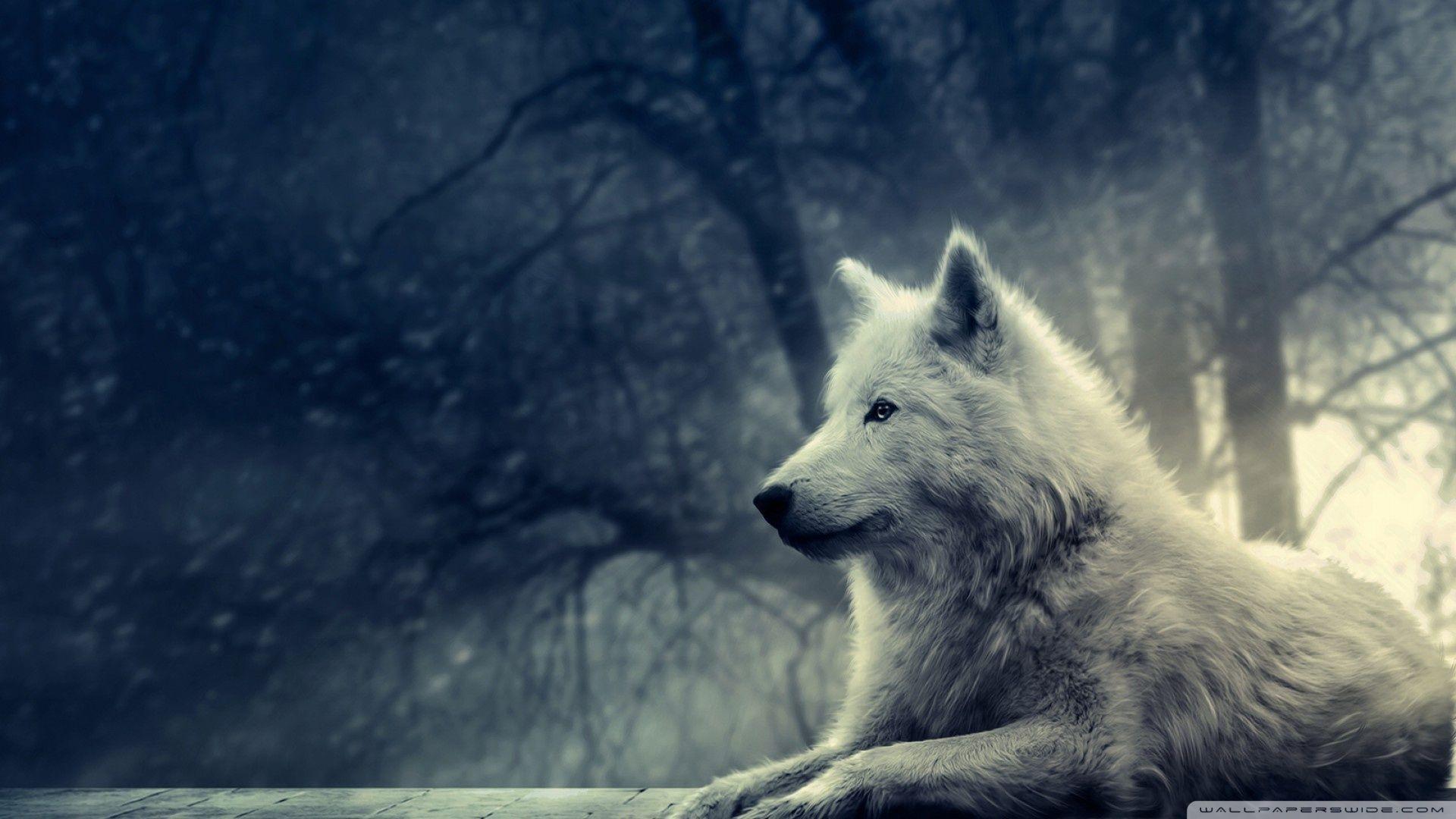 White Wolf Desktop Wallpapers Top Free White Wolf Desktop Backgrounds Wallpaperaccess