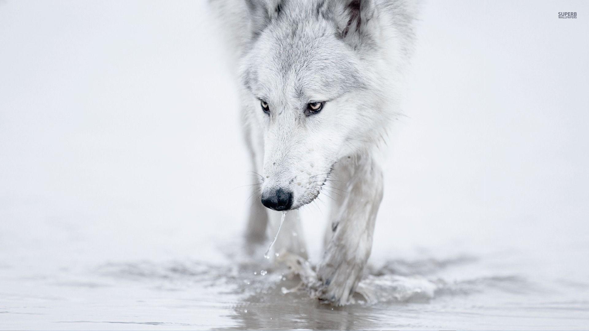 1920x1080 Desktop Hd White Wolf. Animal Jam Clans