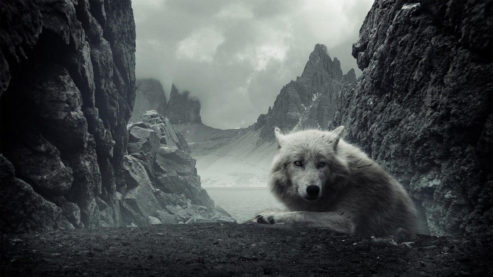 1600x900 White wolf Wolf Animals HD Wallpaper, Desktop Background, Mobile