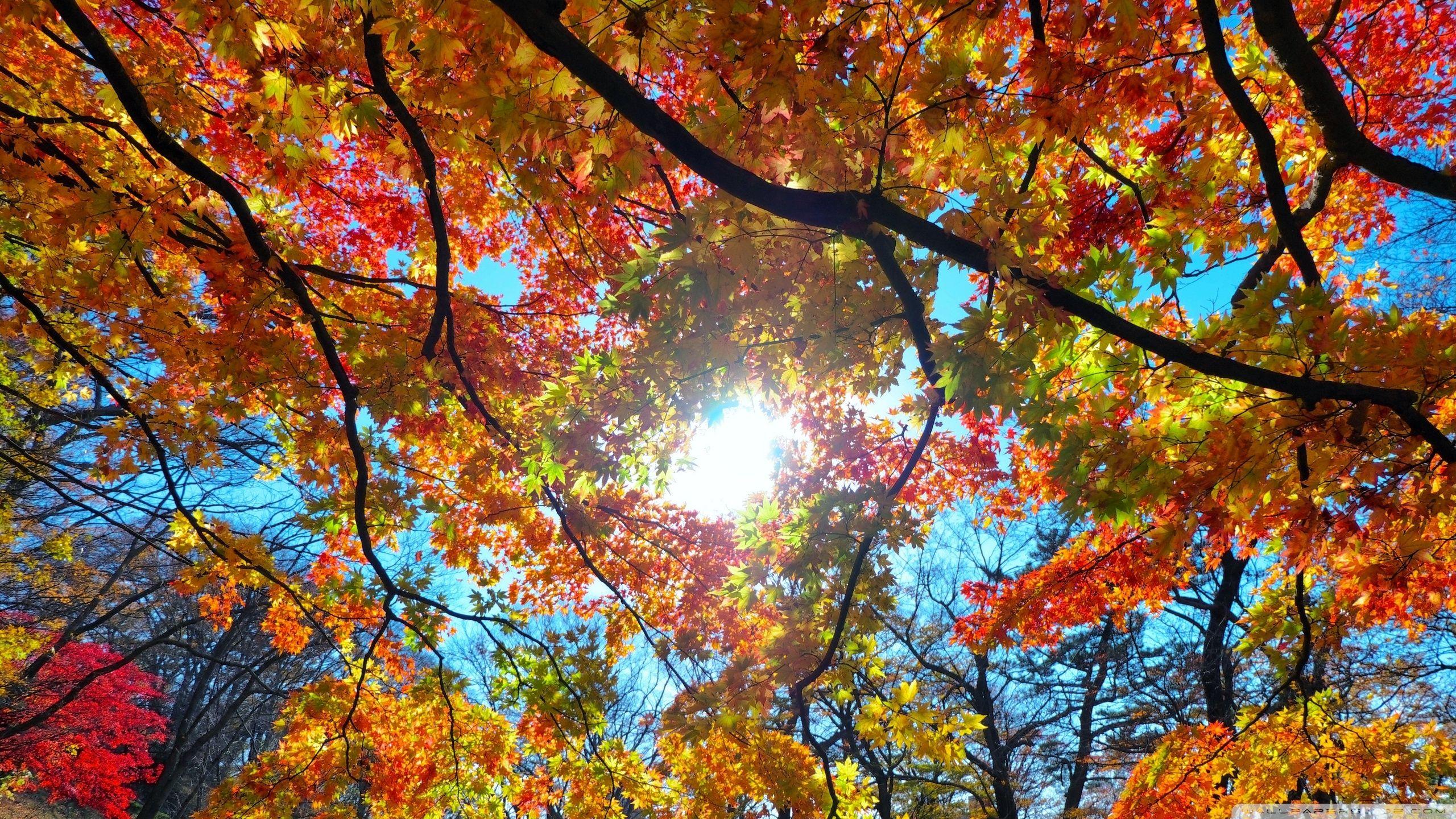 2560x1440 Fall Wallpaper