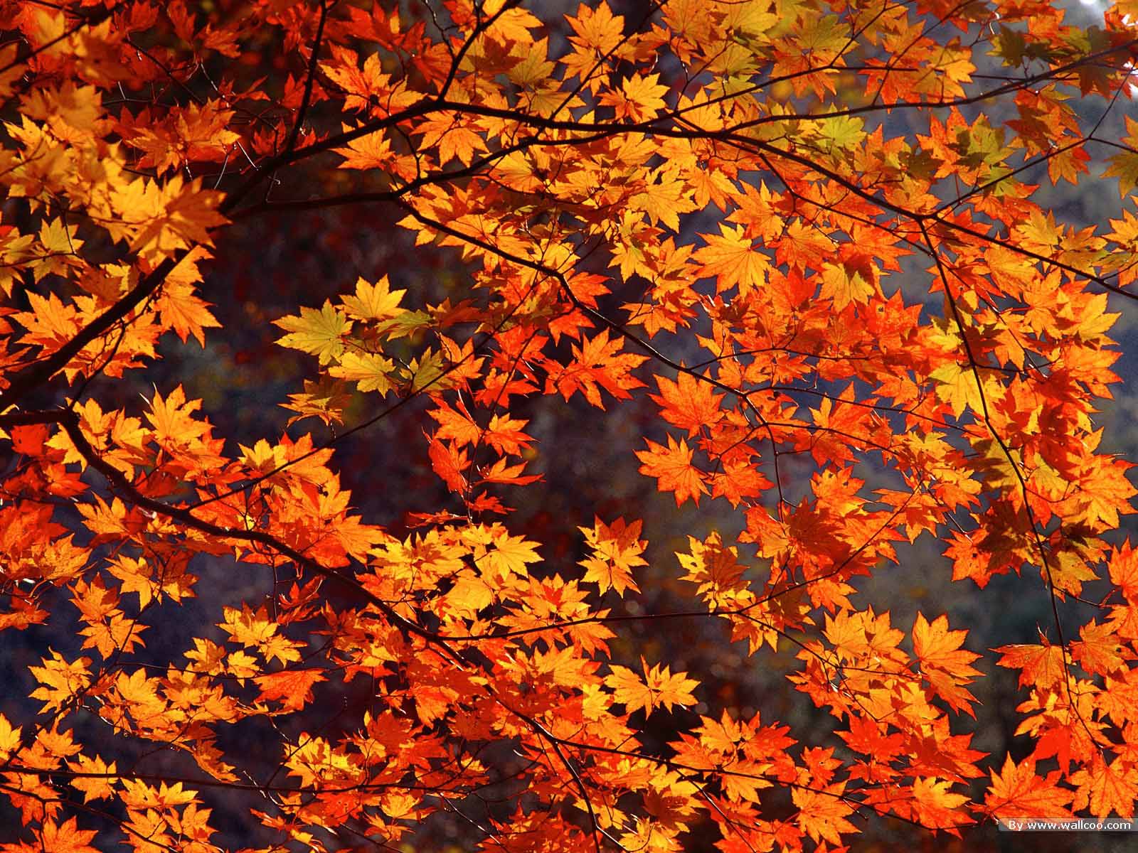 1600x1200 Free Fall Desktop Wallpaper