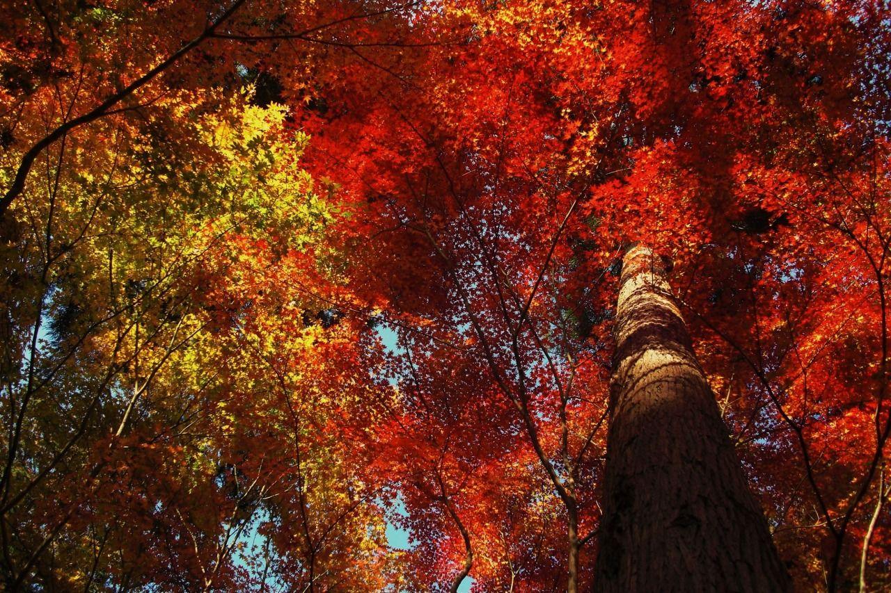 1280x853 Surecity scenery blog. Nature photography, Abstract nature, Autumn trees