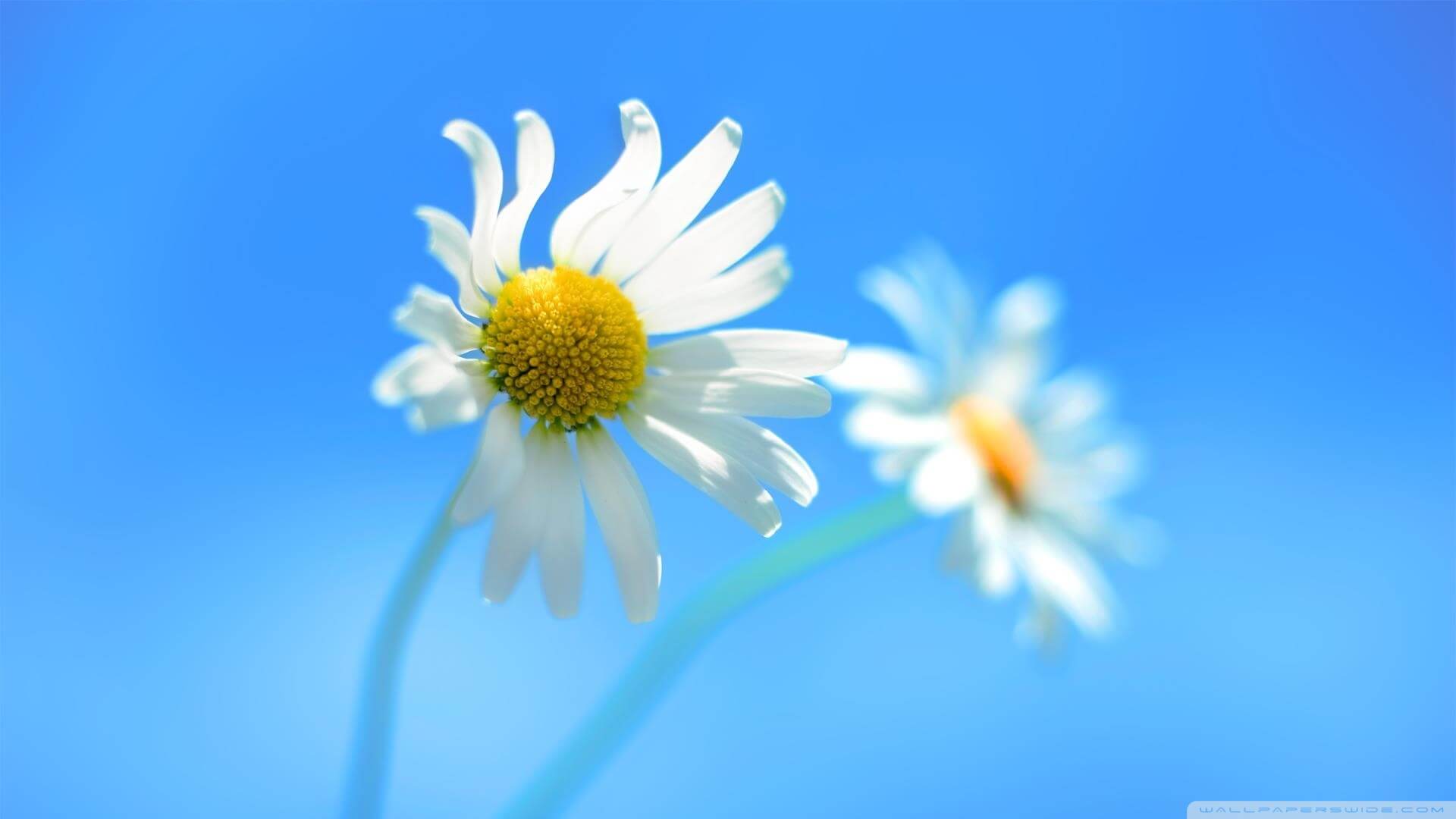 1920x1080 Windows 8 Default HD Wallpaper