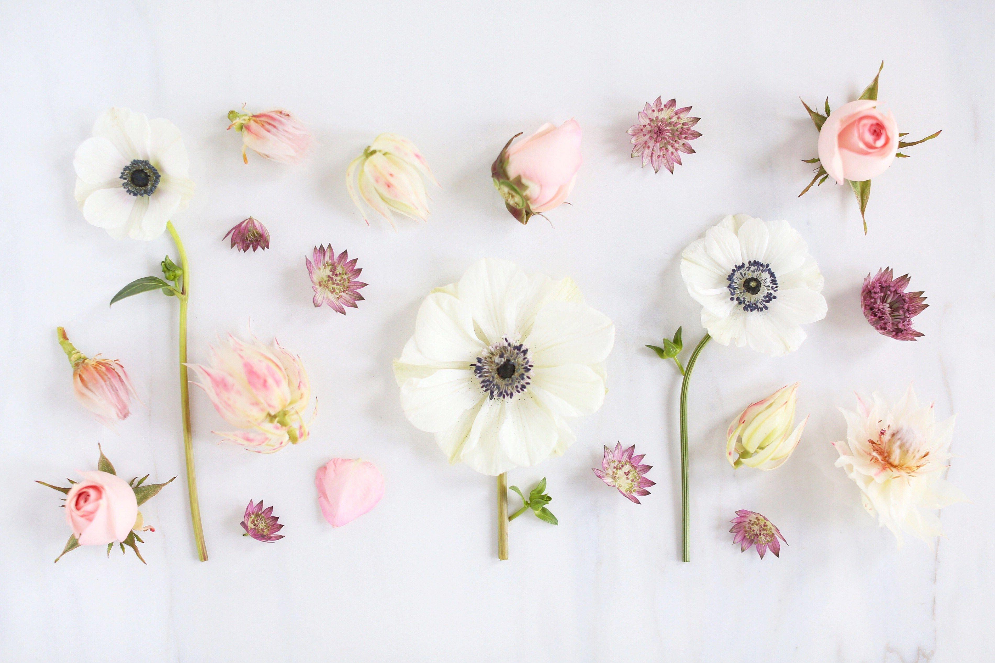 3803x2533 Pink Flowers Aesthetic Desktop Wallpaper
