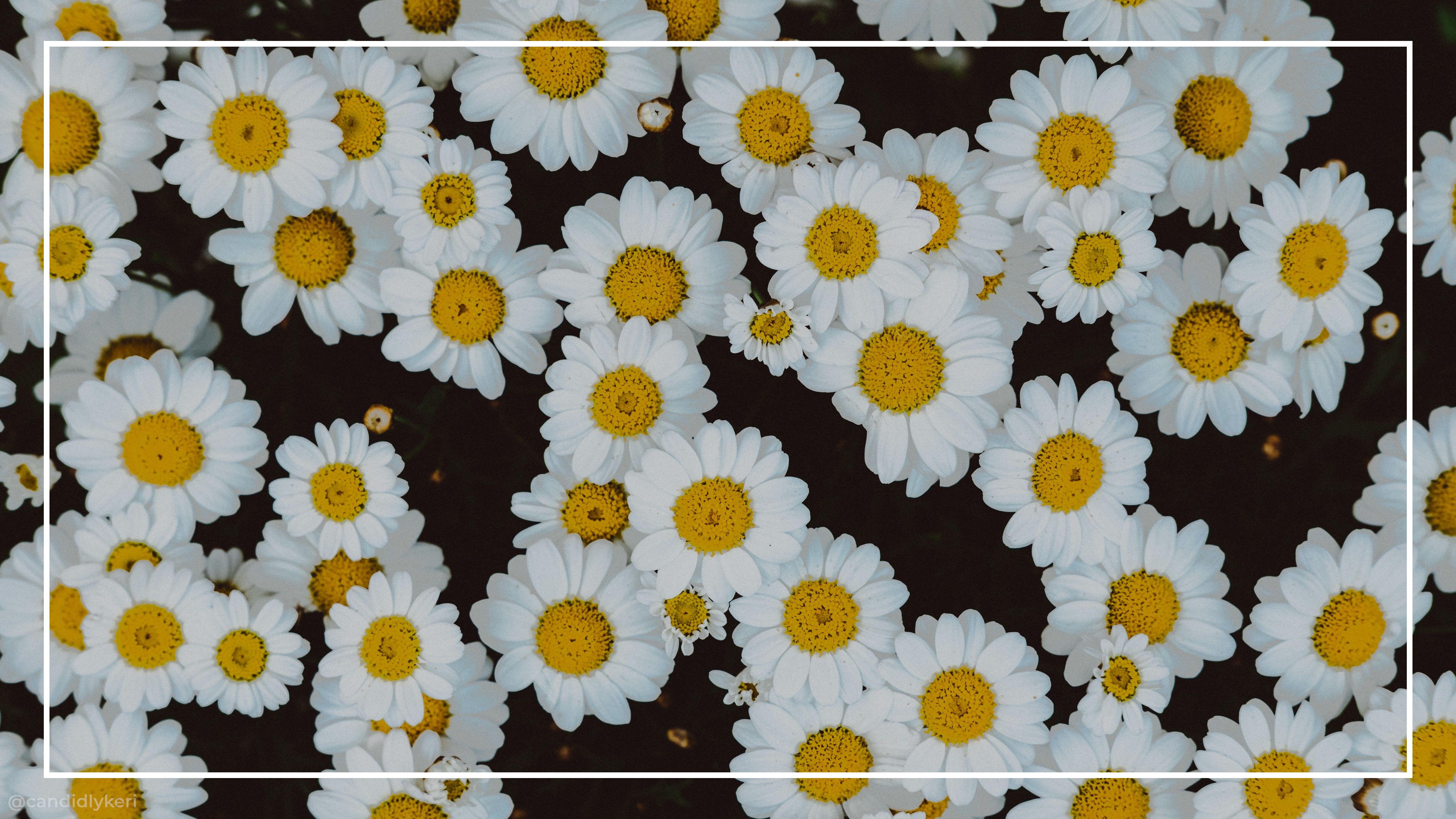 5120x2880 Aesthetic Flower Computer Wallpaper, HD Aesthetic Flower Computer Background