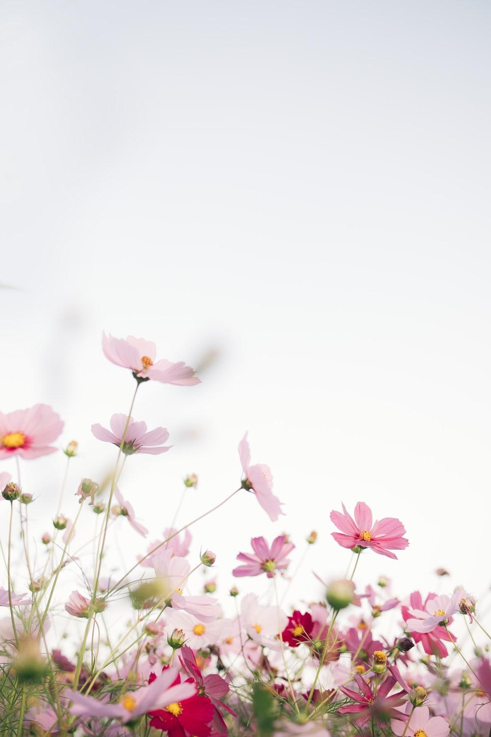 1000x1500 Spring Wallpaper: Free HD Download [HQ]