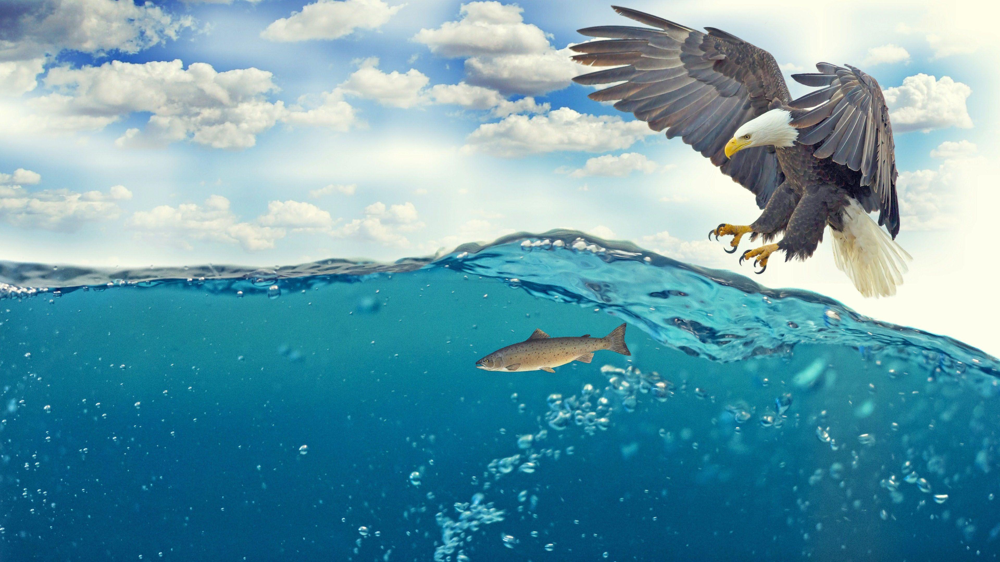 3840x2160 Eagle Catching Fish Underwater 4K HD Wallpaper