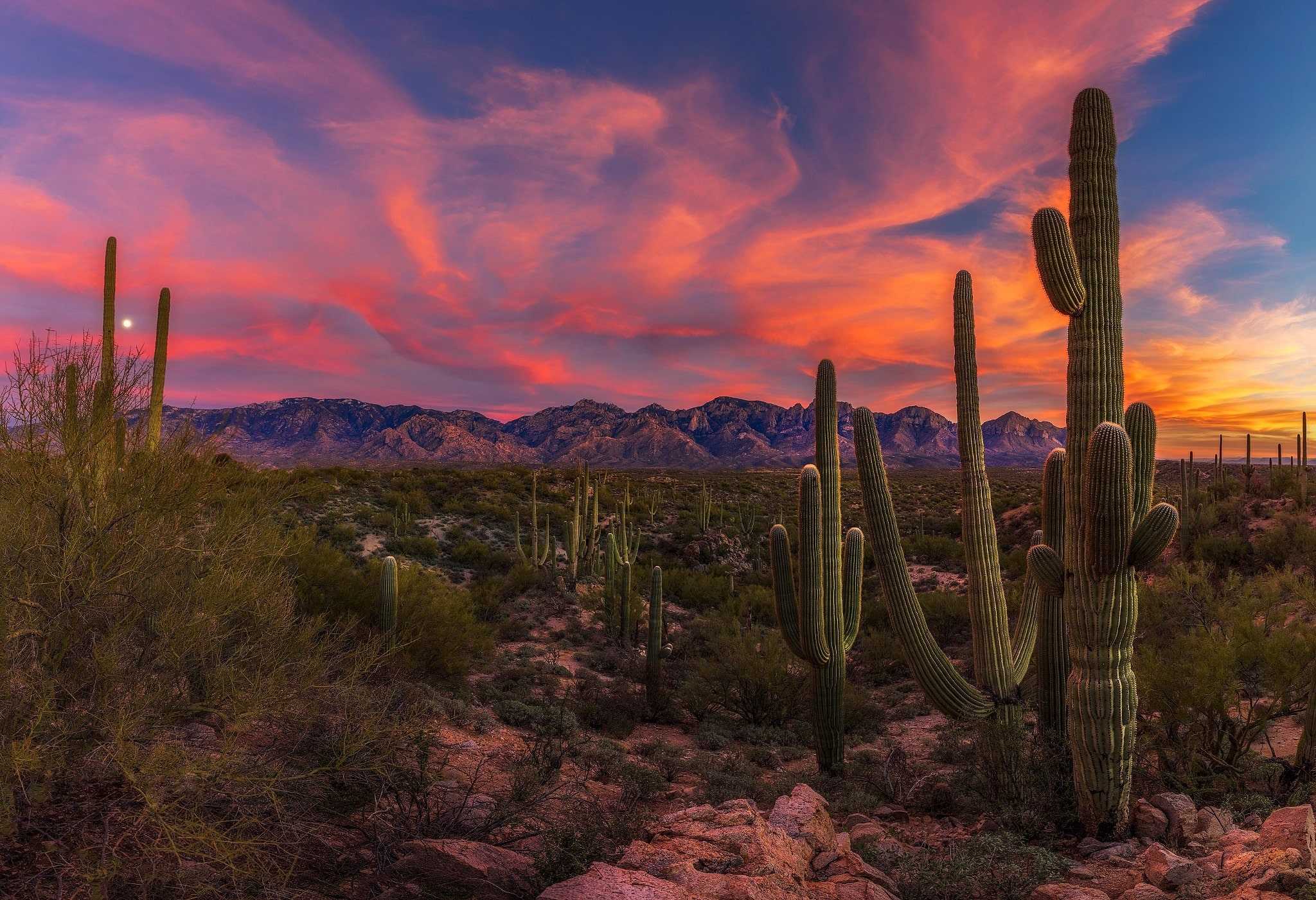 2048x1401 Aesthetic Cactus Wallpaper Free HD Wallpaper