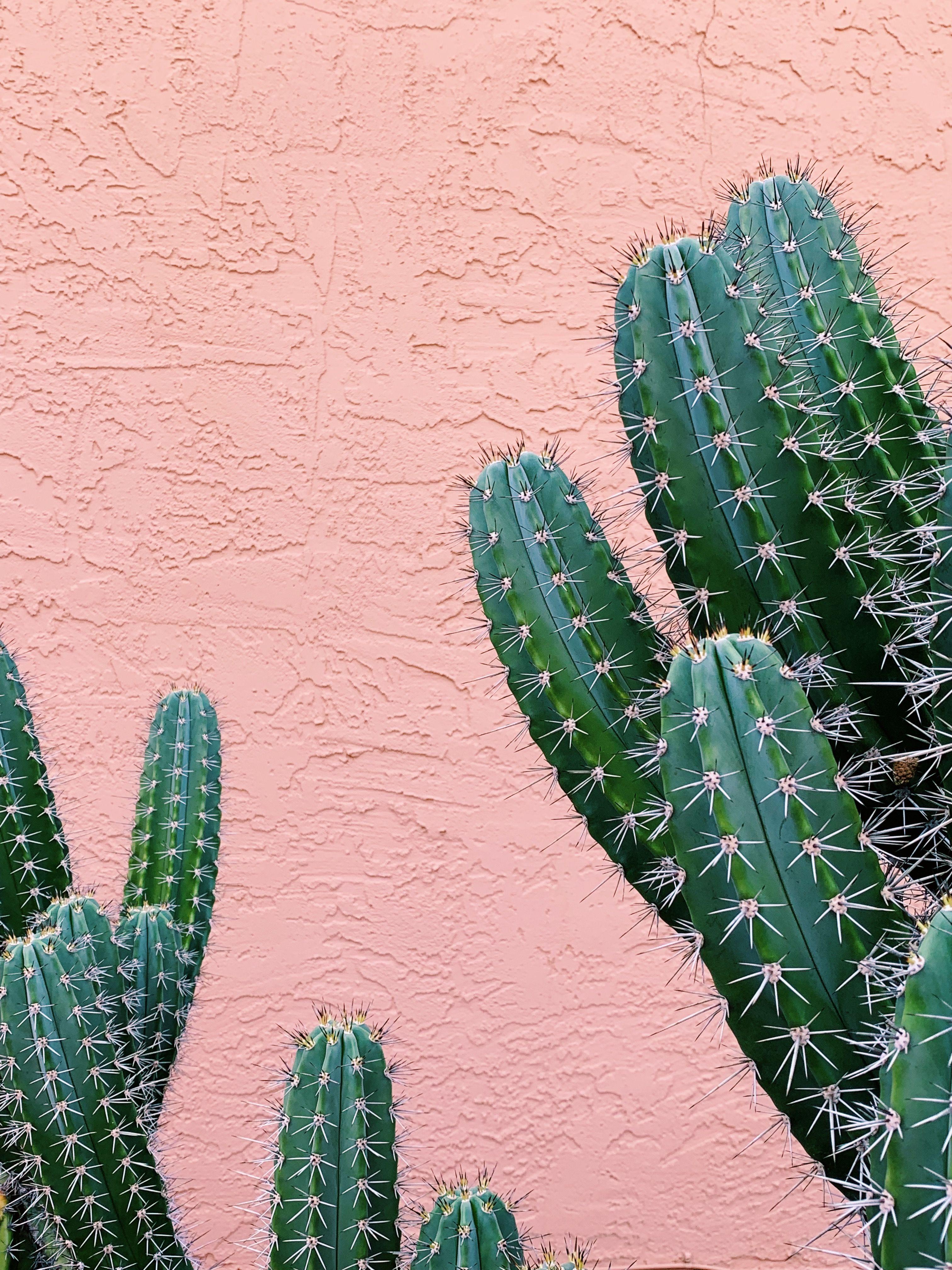Cool Cactus Wallpapers - Top Free Cool Cactus Backgrounds - WallpaperAccess