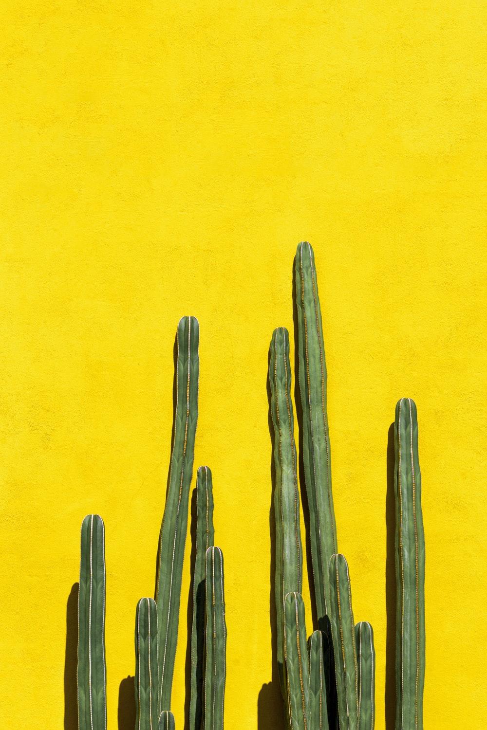 Cool Cactus Wallpapers - Top Free Cool Cactus Backgrounds - WallpaperAccess