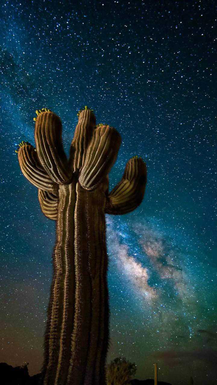 Cool Cactus Wallpapers - Top Free Cool Cactus Backgrounds - WallpaperAccess