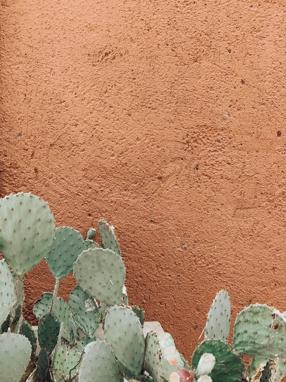 Cool Cactus Wallpapers - Top Free Cool Cactus Backgrounds - WallpaperAccess