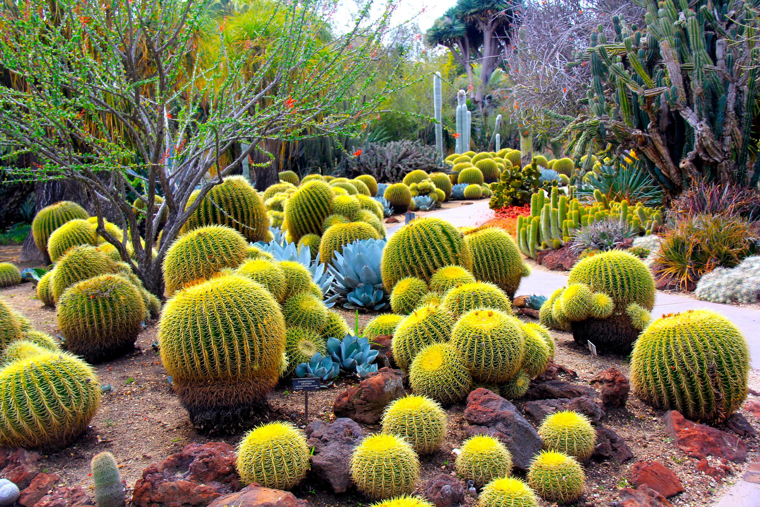 3072x2048 cactus Wallpaper HD / Desktop and Mobile Background