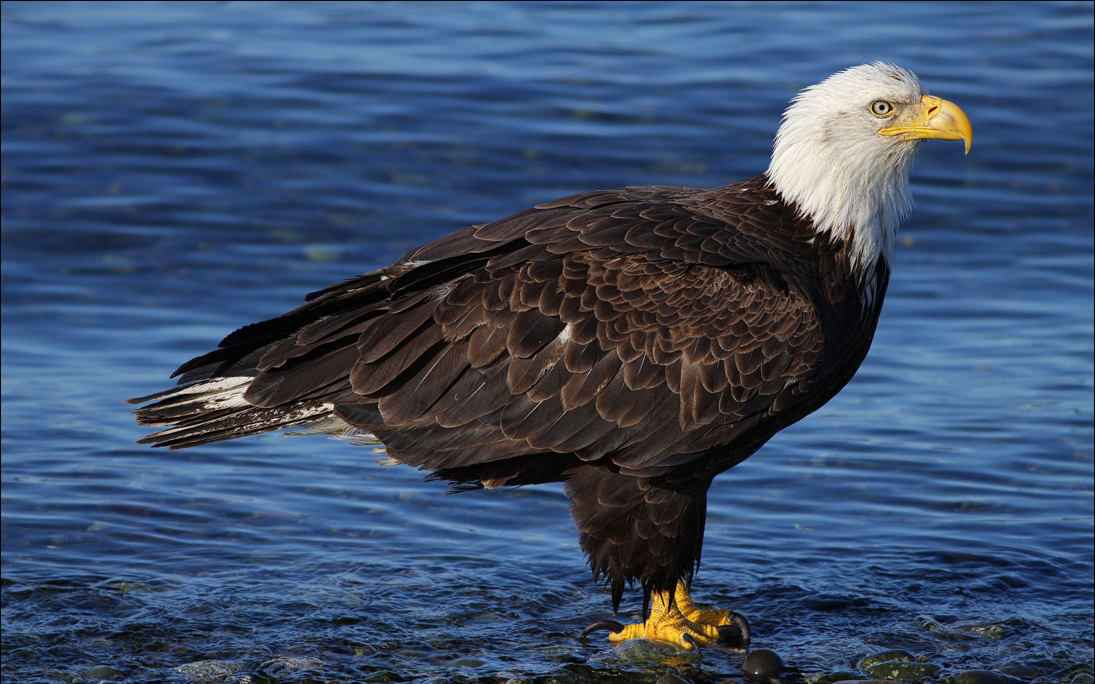 3840x2400 Bald Eagle Water Sea Rocks Bird HD Wallpaper