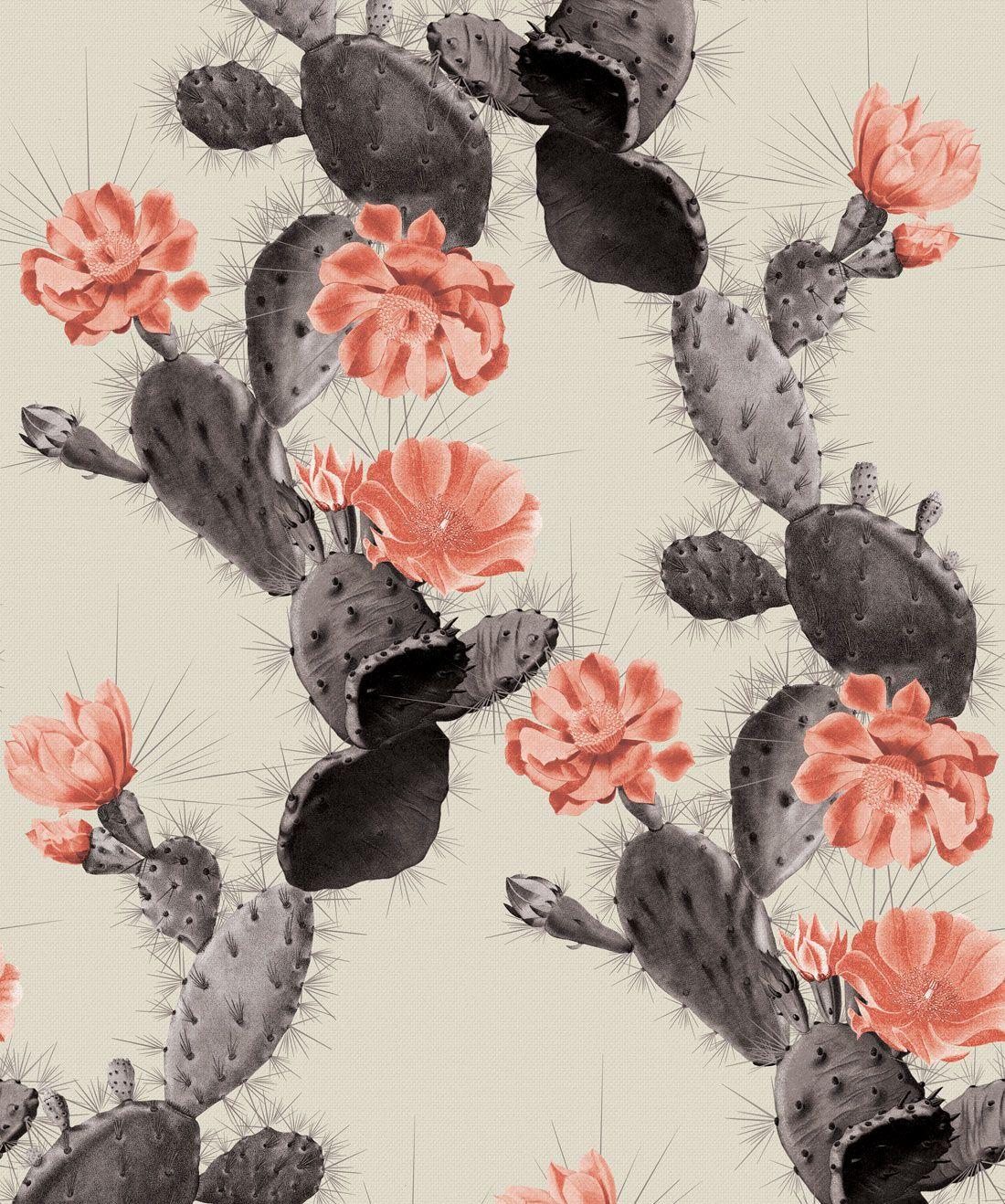 Cool Cactus Wallpapers - Top Free Cool Cactus Backgrounds - WallpaperAccess