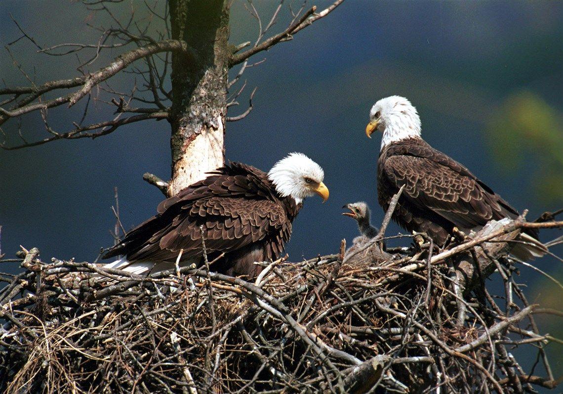 1140x797 image of Bald Eagle Astronaut - #SpaceHero