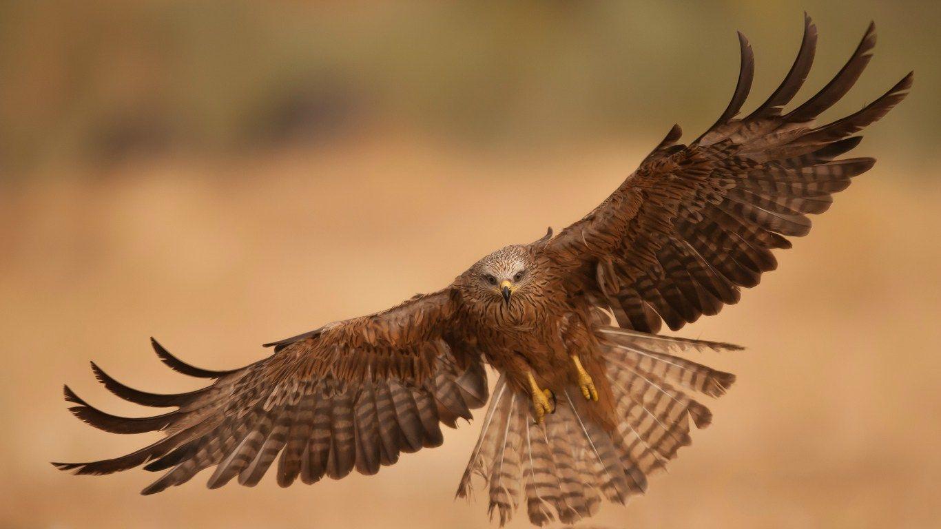 1366x768 HD Background Flying Eagle Bird Open Wings Brown Desert Wallpaper