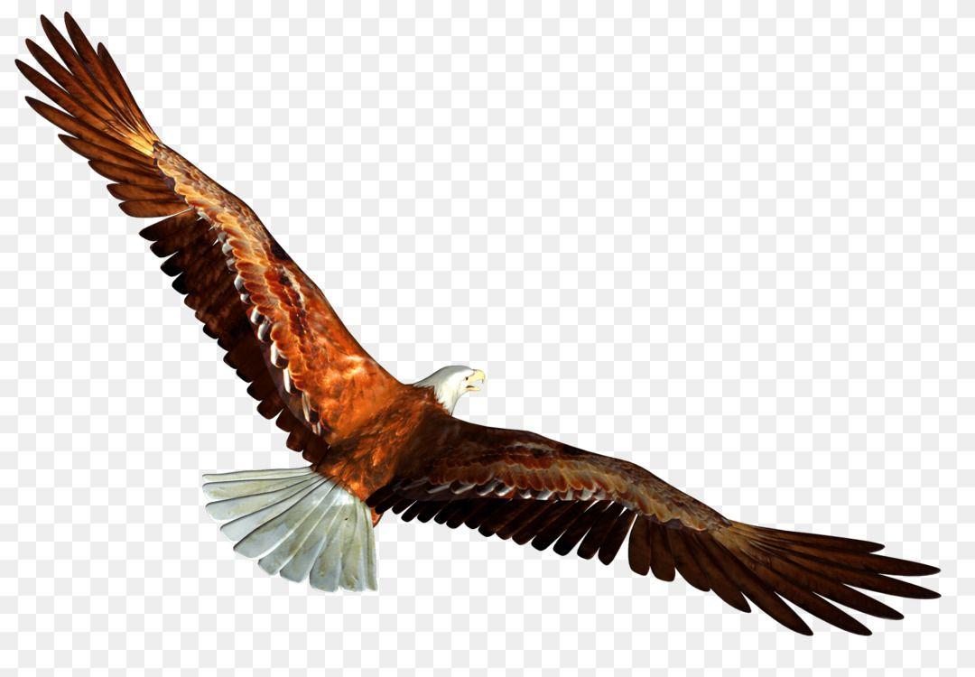 1080x750 Bald Eagle Bird Golden eagle Turkey vulture Free PNG Image