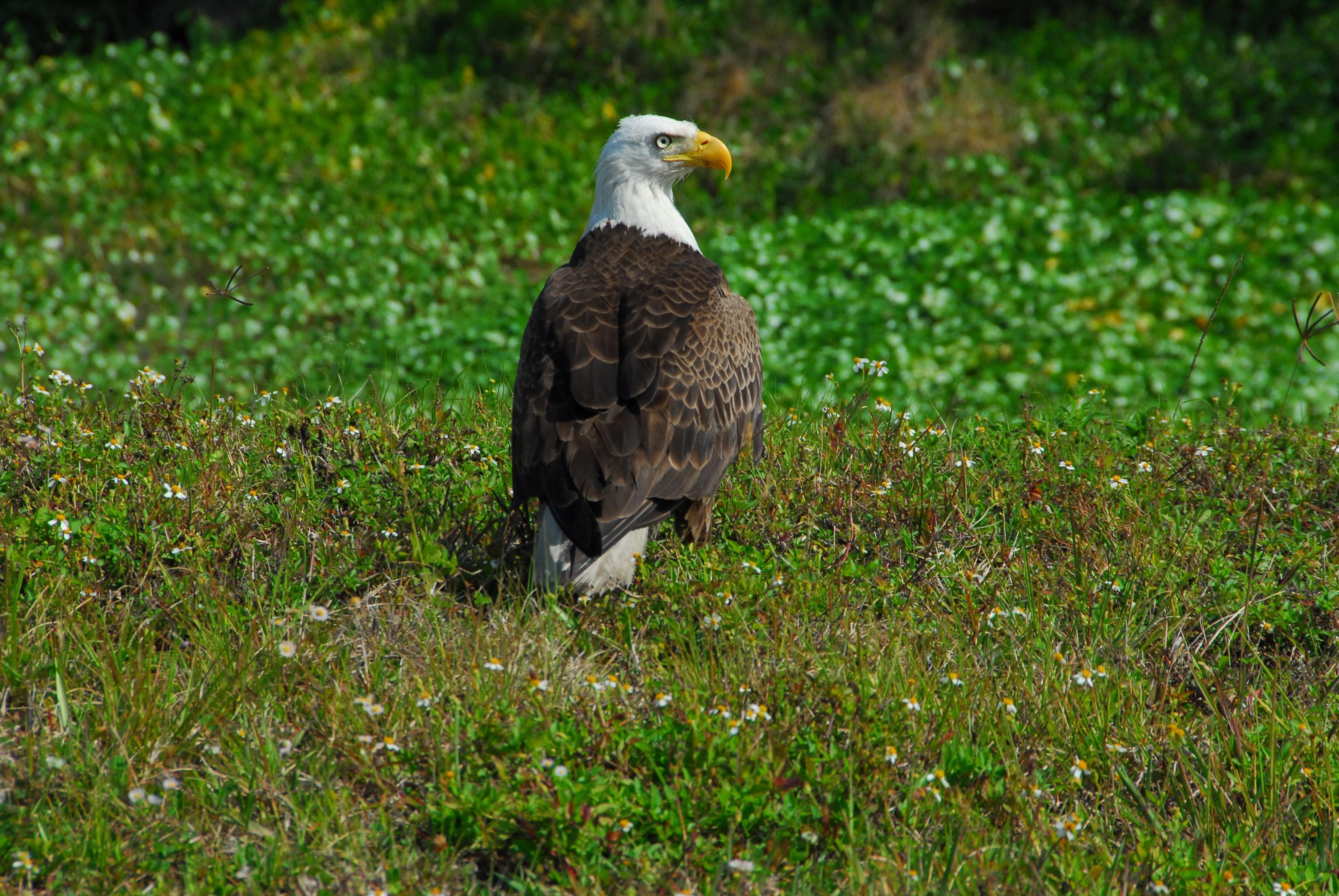 3000x2008 image of Bald Eagle Astronaut - #SpaceHero