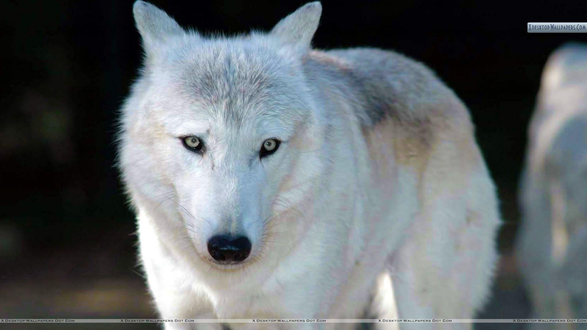 White Wolf Desktop Wallpapers Top Free White Wolf Desktop Backgrounds