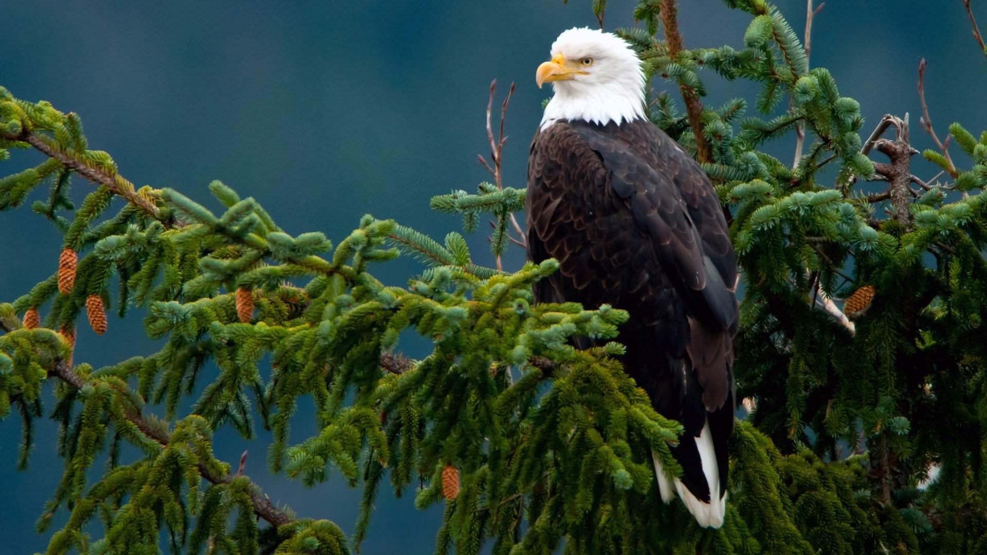 1920x1080 Download 1080p Eagle computer wallpaper for free