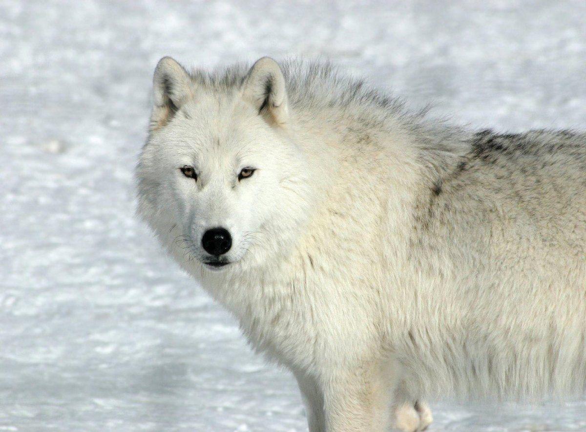 1200x884 White Wolves Wallpaper White Wolf desktop