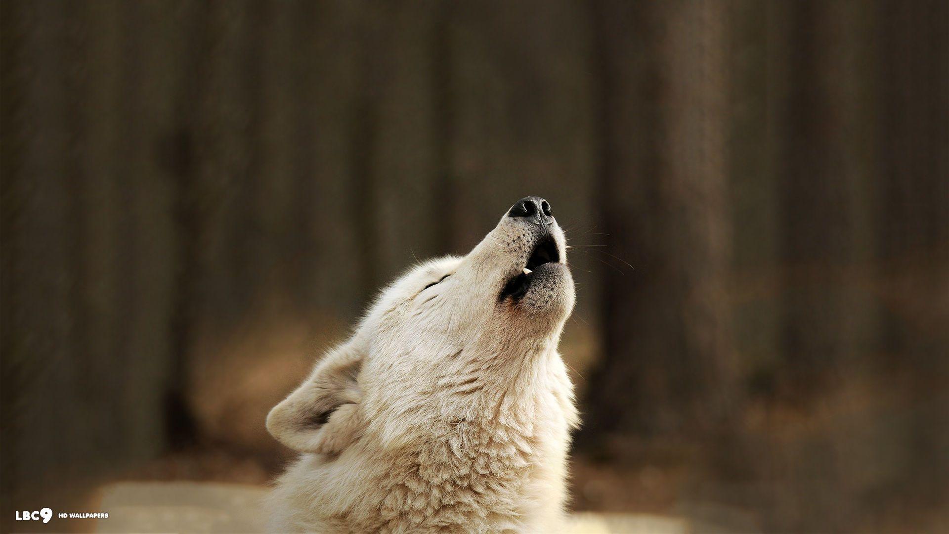 1920x1080 Wolf Wallpaper 6 7. Mammals HD Background