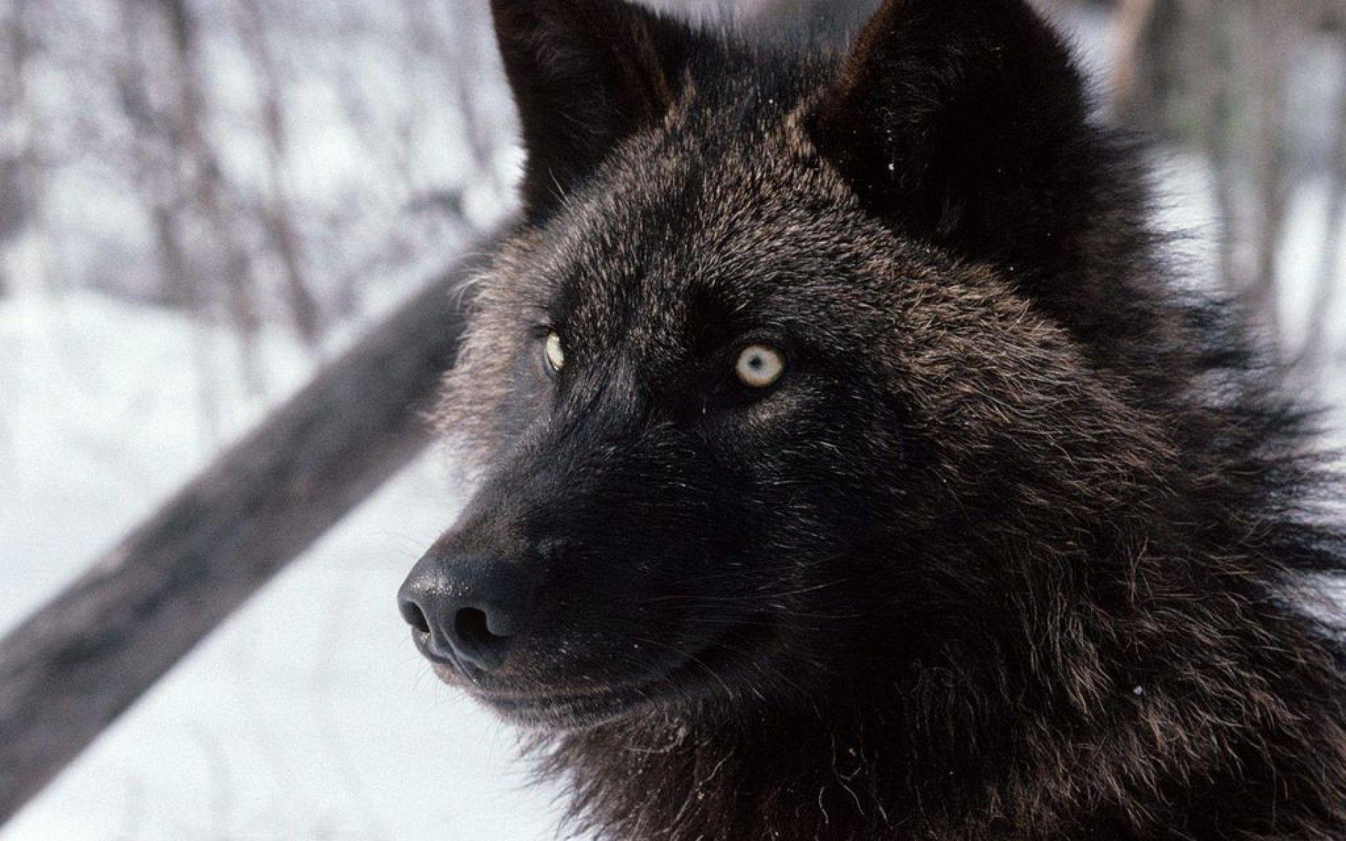 1920x1200 Black And White Wolf Wallpaper