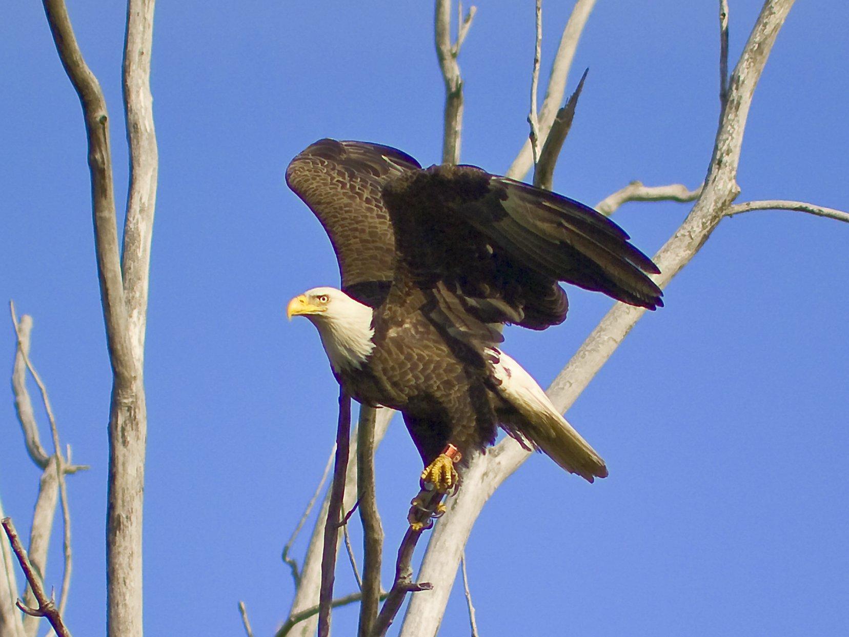 1656x1242 image of Bald Eagle Astronaut - #SpaceHero