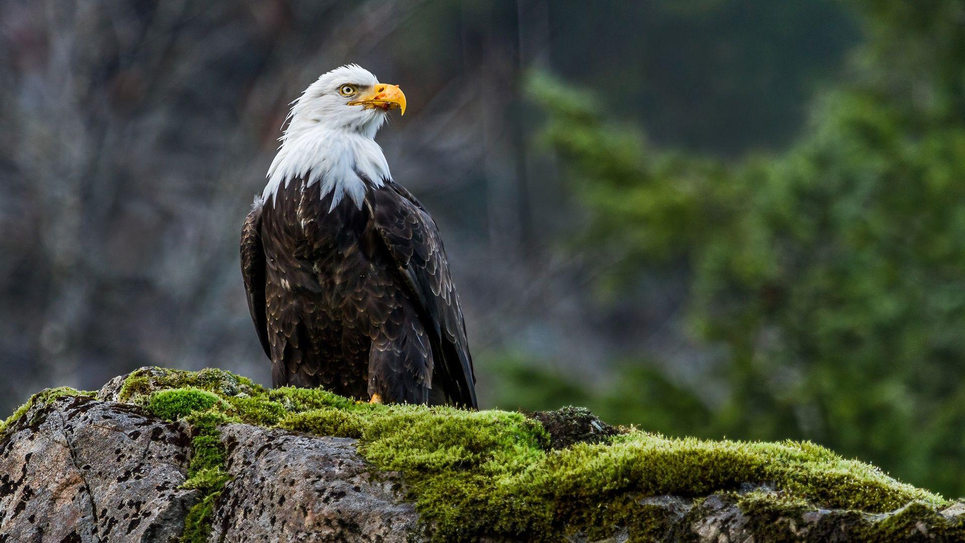 1920x1080 Bald Eagle Astronaut