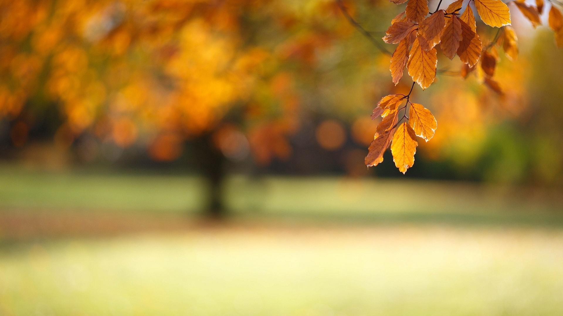 1920x1080 Blurred autumn wallpaperx1080