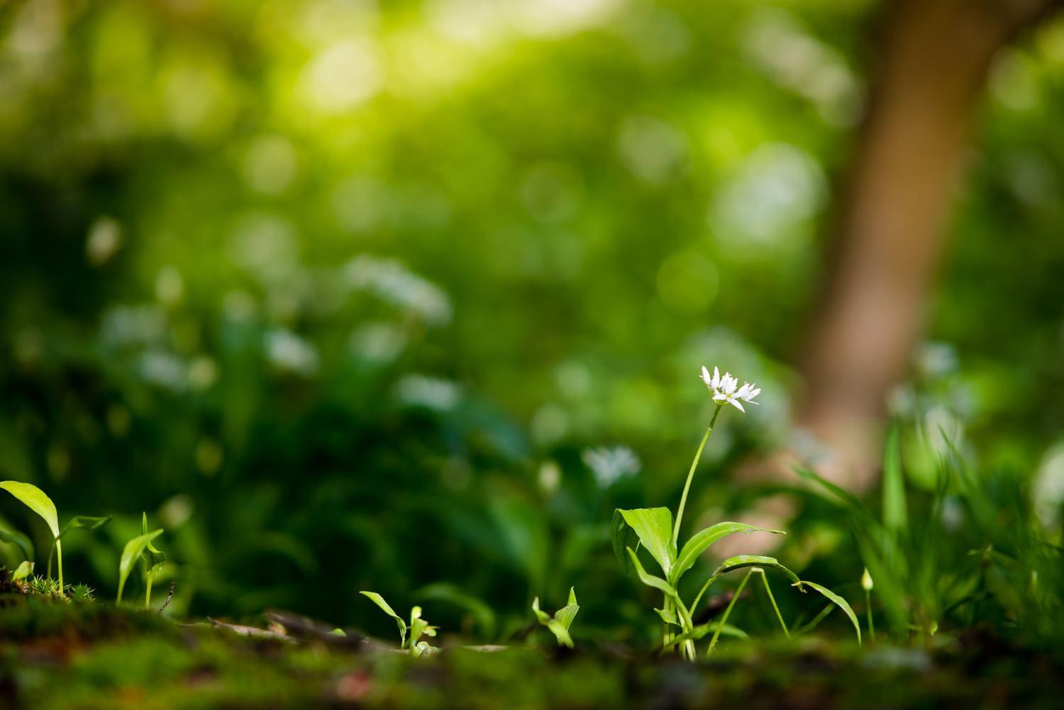 1500x1001 How to Blur the background with a dslr