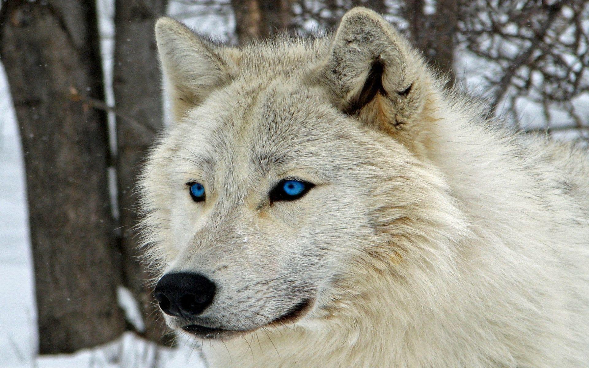 1920x1200 White Wolf Wallpaper