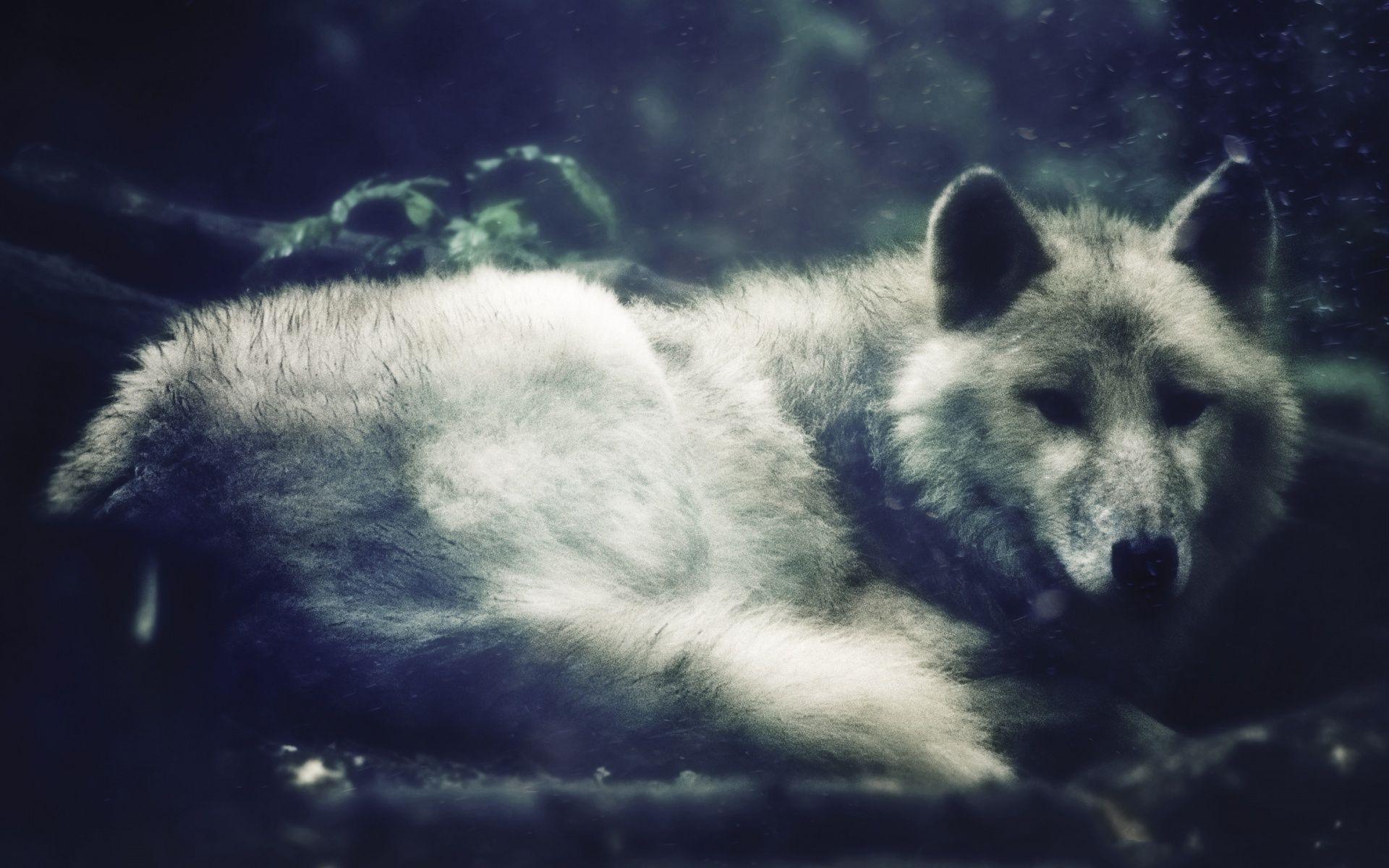 1920x1200 Little White Wolf Desktop Background HD 1920x1200