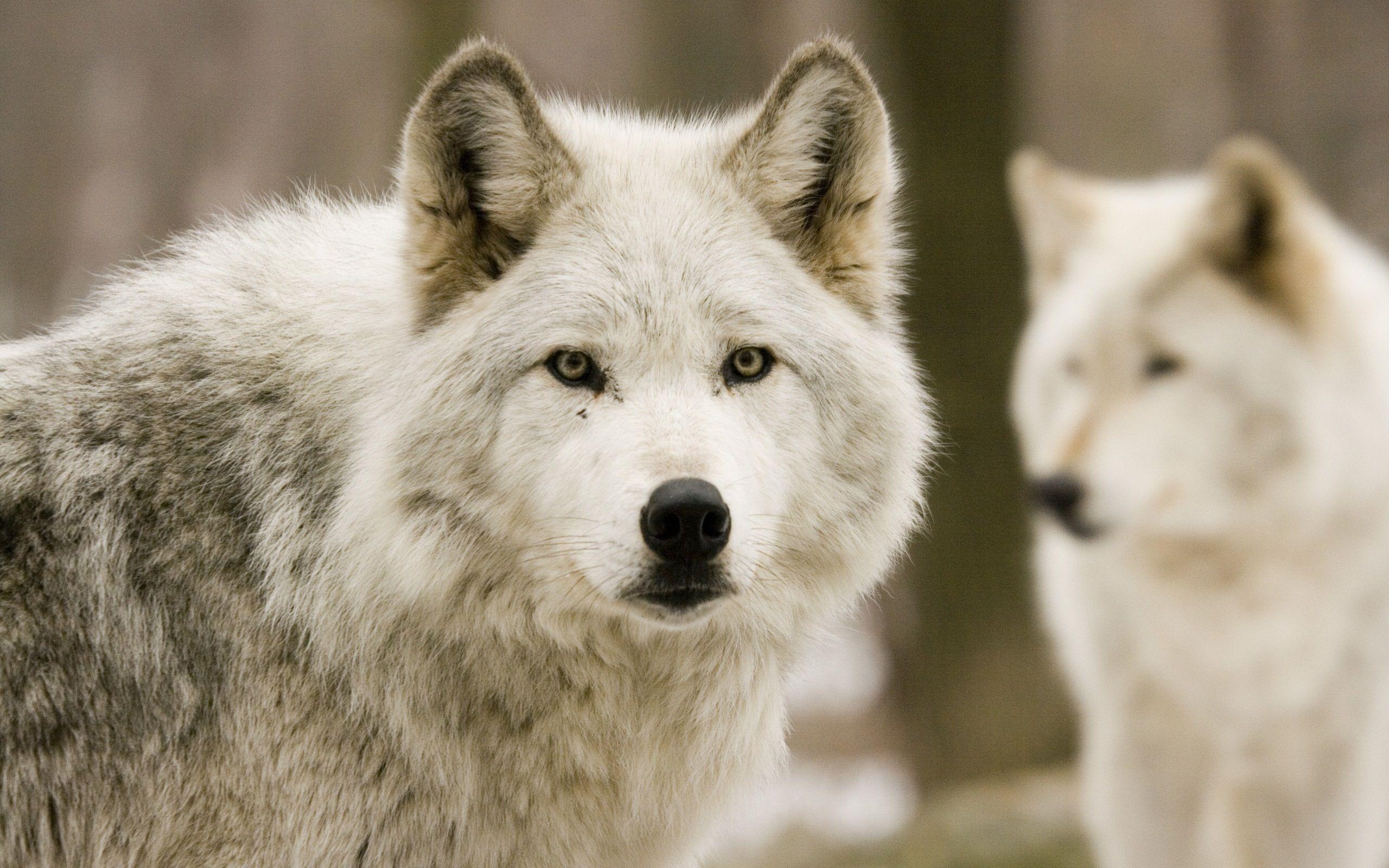 2560x1600 White Wolf Wallpaper