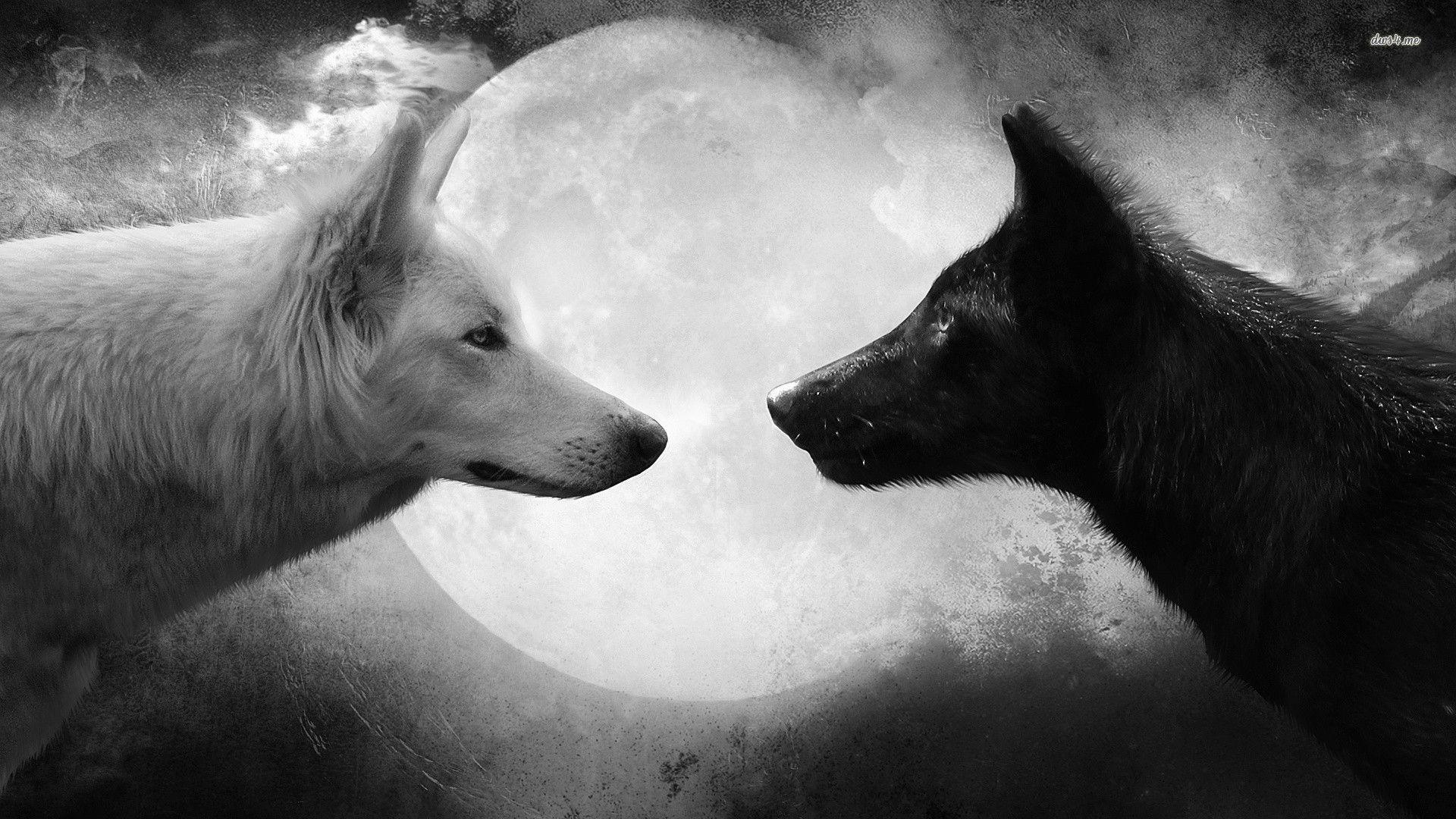 1920x1080 Top Black And White Wolves Together Wallpaper FULL HD 1080p