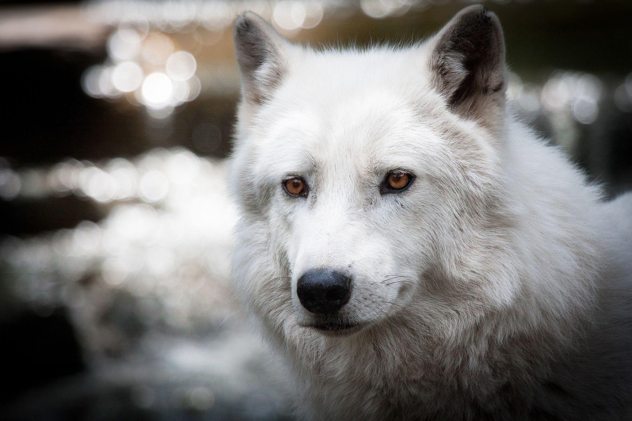 2048x1365 White Wolf Desktop Background HD 2048x1365